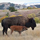 bison cow and calf