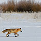 red fox in snow