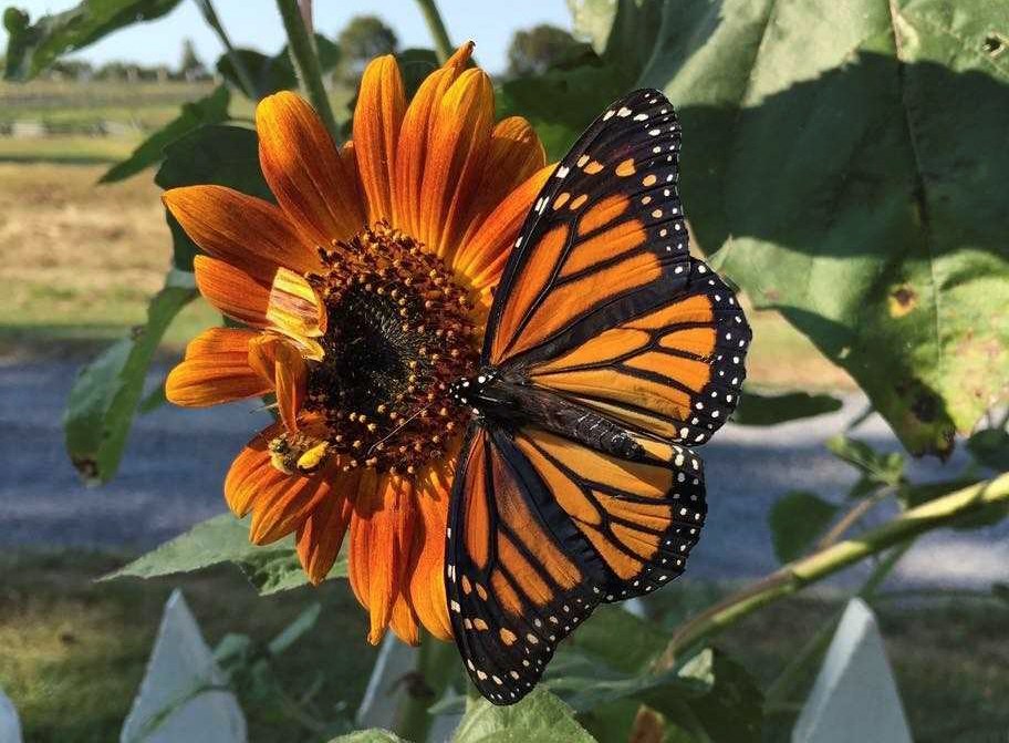 A close up of a monarch butterfly sits on an orange flower. A close up of a monarch butterfly sits on an orange flower.