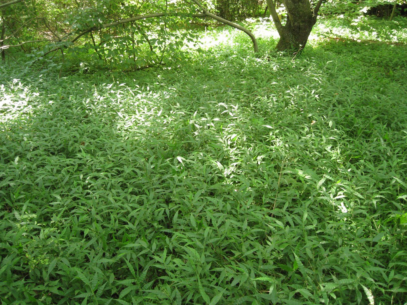 Thick grass in forest around a tree