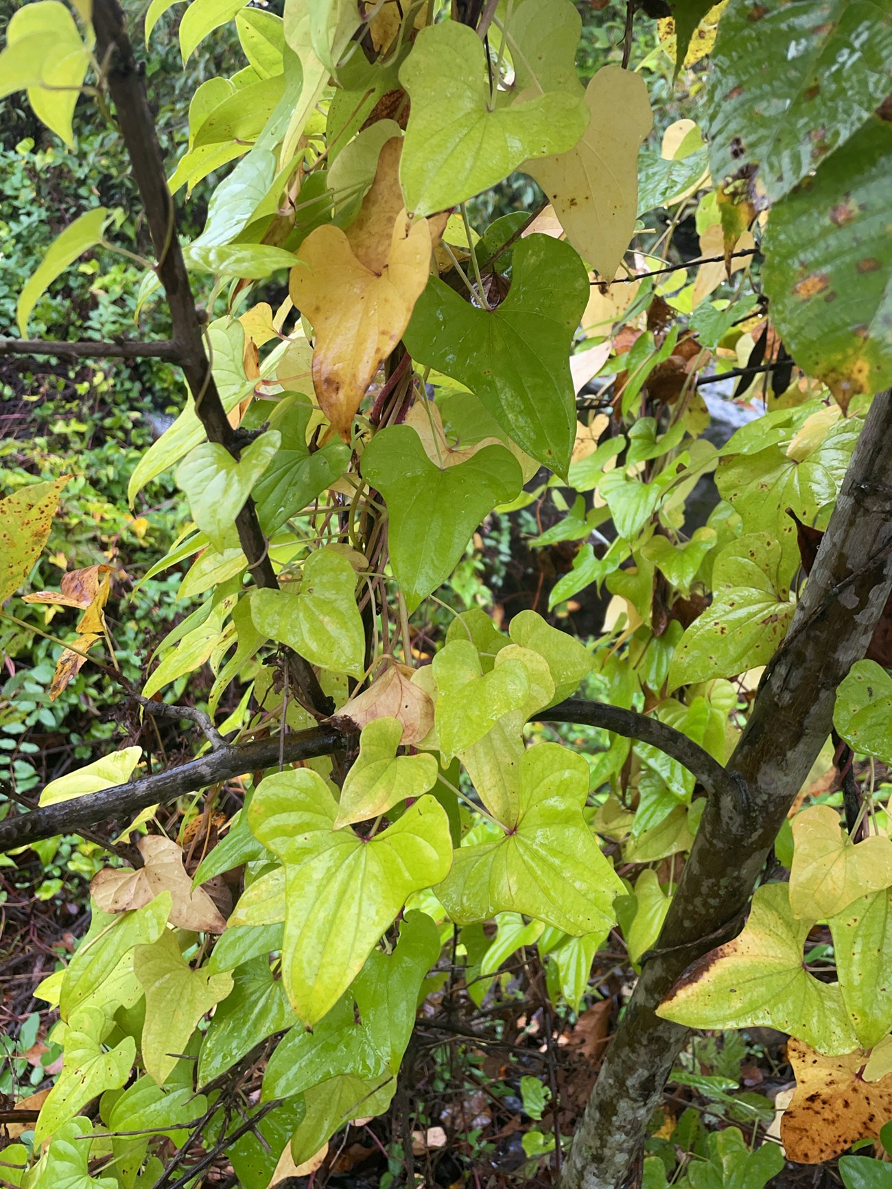 Leaves on branches