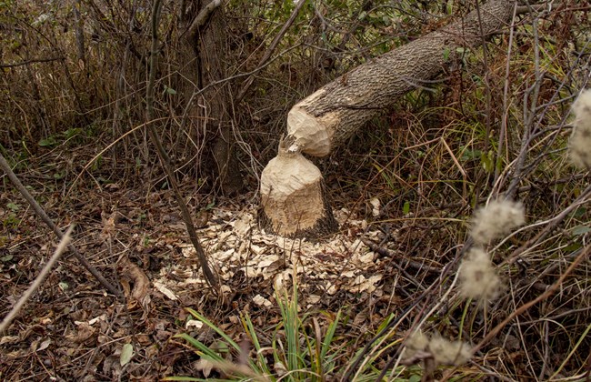 A tree that has fallen due to beavers.