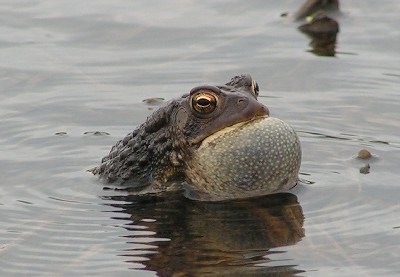 American Toad