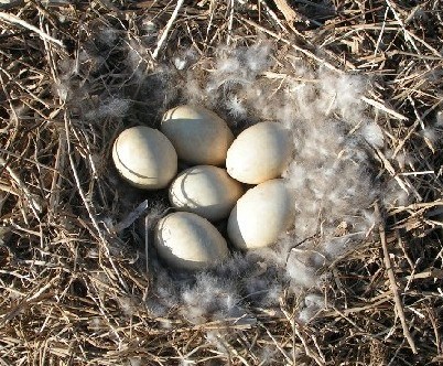 Candian Goose nest Candian Goose nest