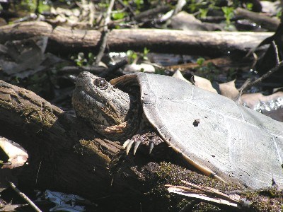 Snapping turtle. Snapping turtle.