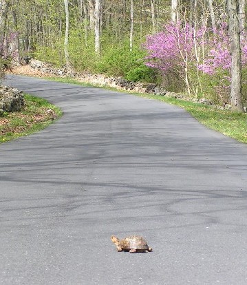 Box turtle on a park avenue.