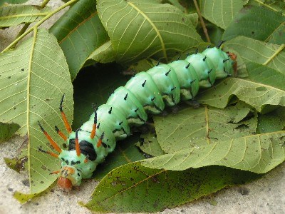 Hickory Horned Devil caterpillar Hickory Horned Devil caterpillar
