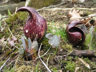 Skunk cabbage plant