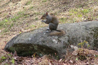 Gray squirrel Gray squirrel