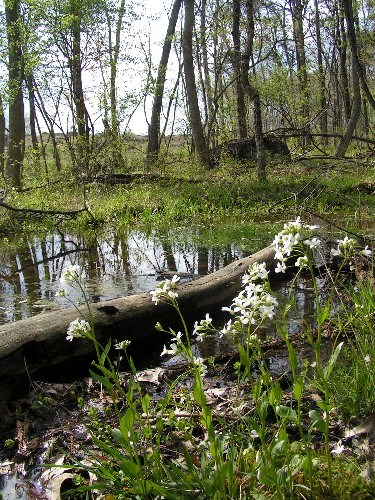 Wetland on the battlefield park.