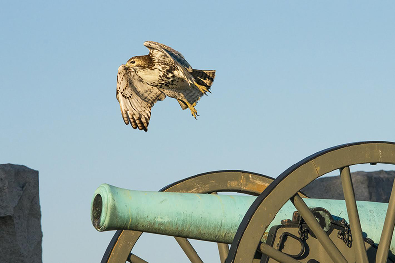 An immature Red-tailed Hawk leaps into flight from a cannon near the entrance to the Peach Orchard.