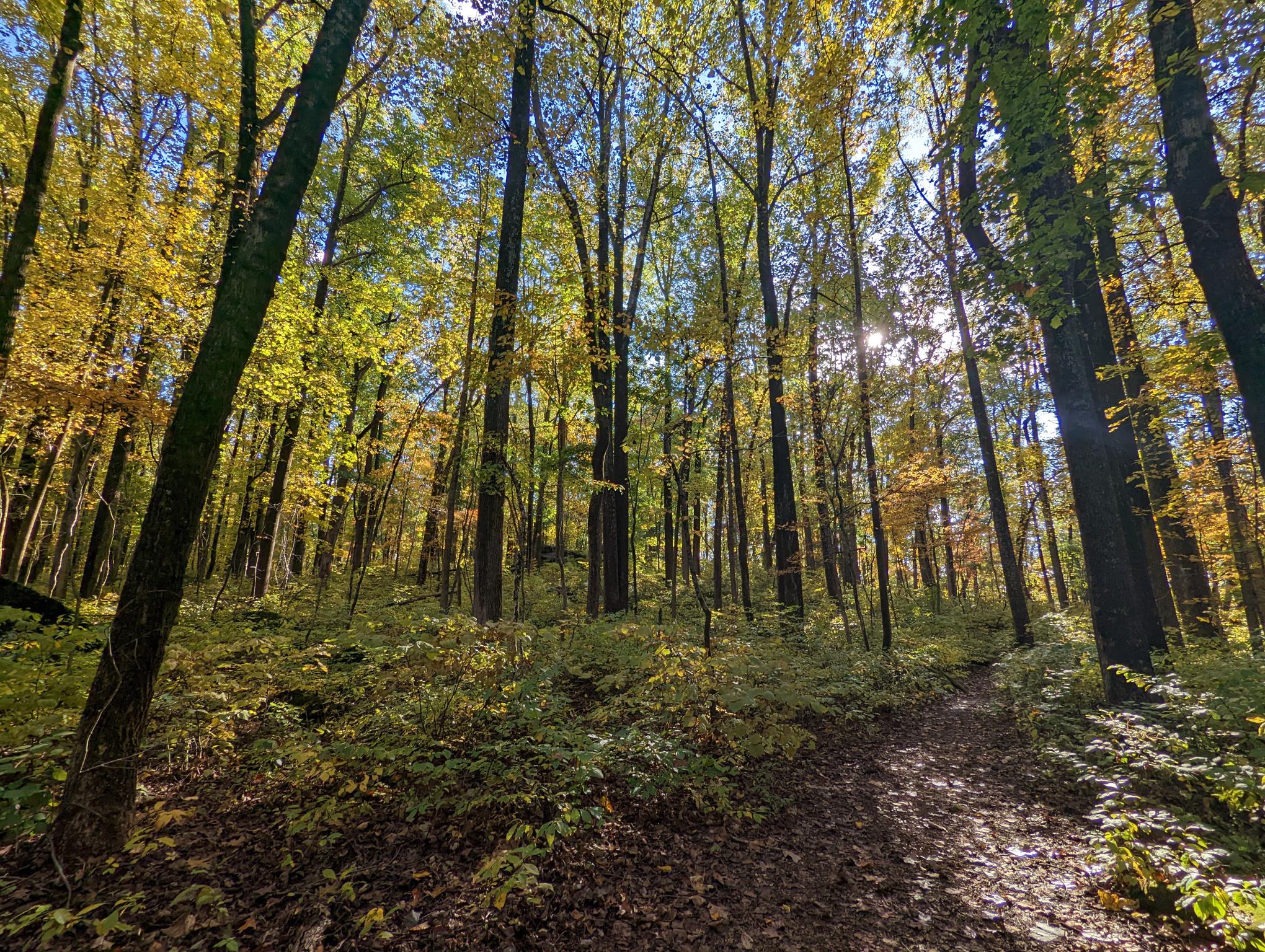 A forest at Gettysburg National Military Park a forest