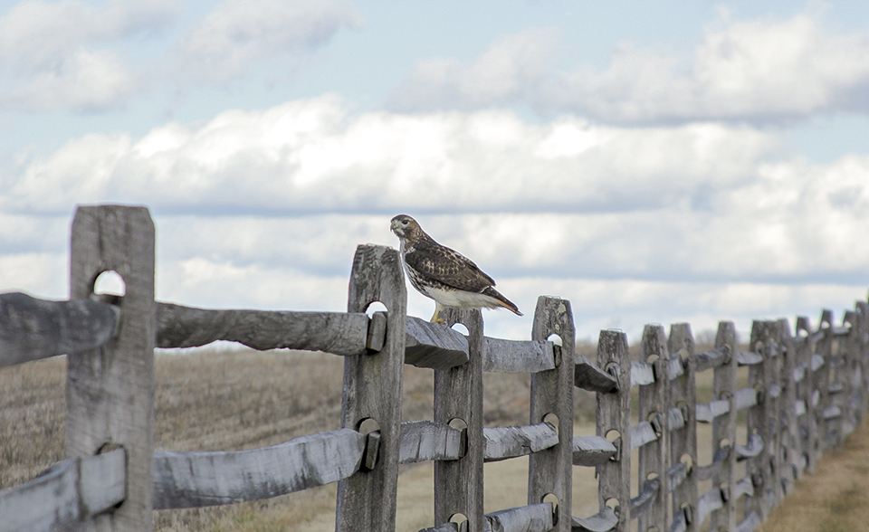 A red tailed hawk sits on the top rail of a fence on the Gettysburg battlefield.