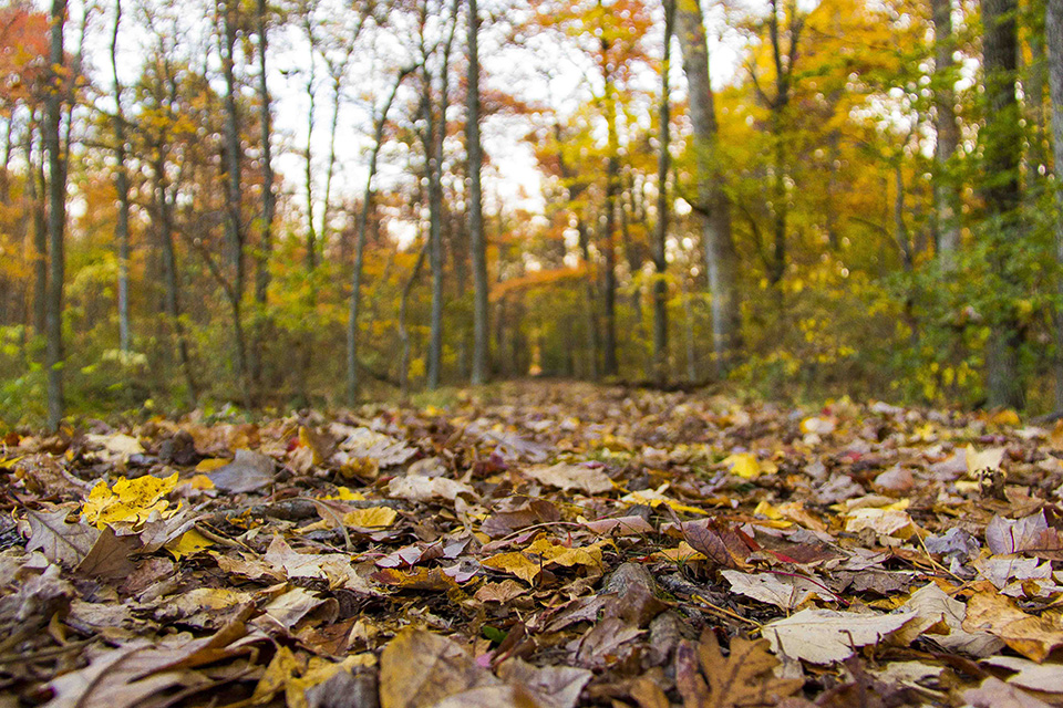 A trail in autumn covered with yellow and brown leaves. Trees around the trail have green, yellow, and orange leaves.