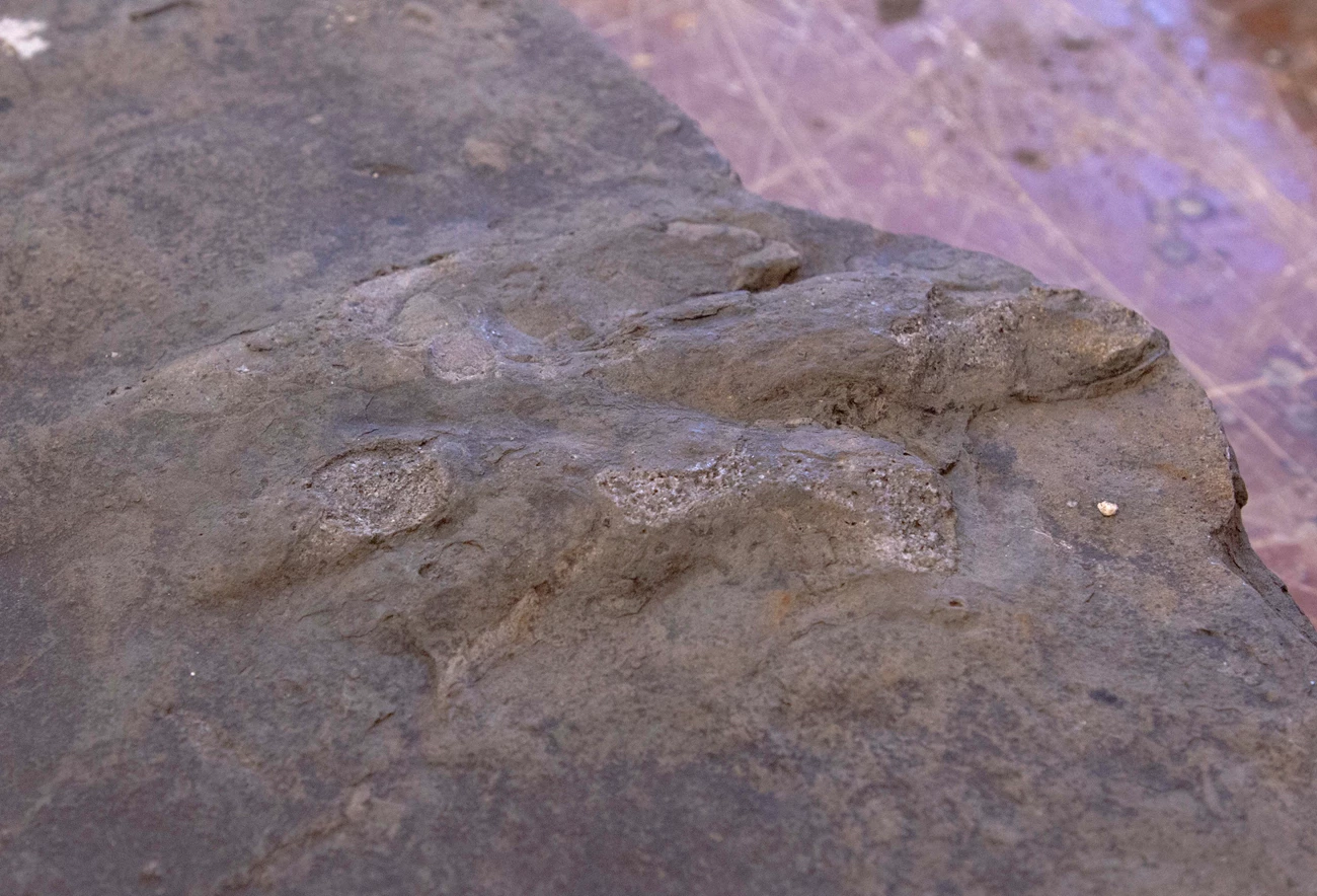 The fossil of a Anchisauripus (Ank-ee-sore-ih-puss) track, a dinosaur that lived during the Jurassic period was unharmed during the act of vandalism and is now safely in park custody while the investigation is ongoing. A dark grey stone shows a close up of a fossilized three-toed track of a dinosaur.