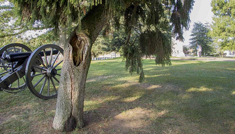 This Fraser Fir has a hollow trunk and there is a crack in the trunk.