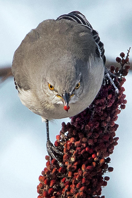 A Northern Mockingbird, a resident species, eats berries near the Gettysburg Museum and Visitor Center.