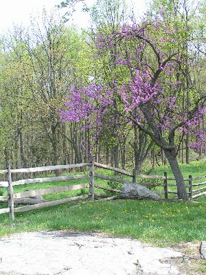 Blooming Redbud tree at Gettysburg
