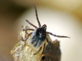 A close-up of a deer tick.