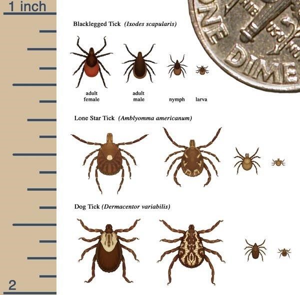 A diagram that shows how small different ticks are compared to the corner of a dime and a ruler.