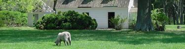 Hog Island Sheep at George Washington Birthplace