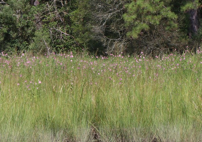 Pink flowers sprouting above tall grass in a marsh