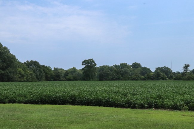 field of soybeans surrounded by trees with a blue sky