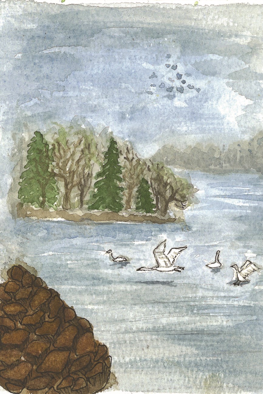 Tundra Swans Postcard a watercolor painting of the Pope's Creek with Tundra Swans flying over the creek.