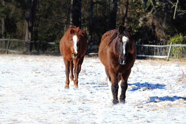 Horses in snow at Colonial Farm