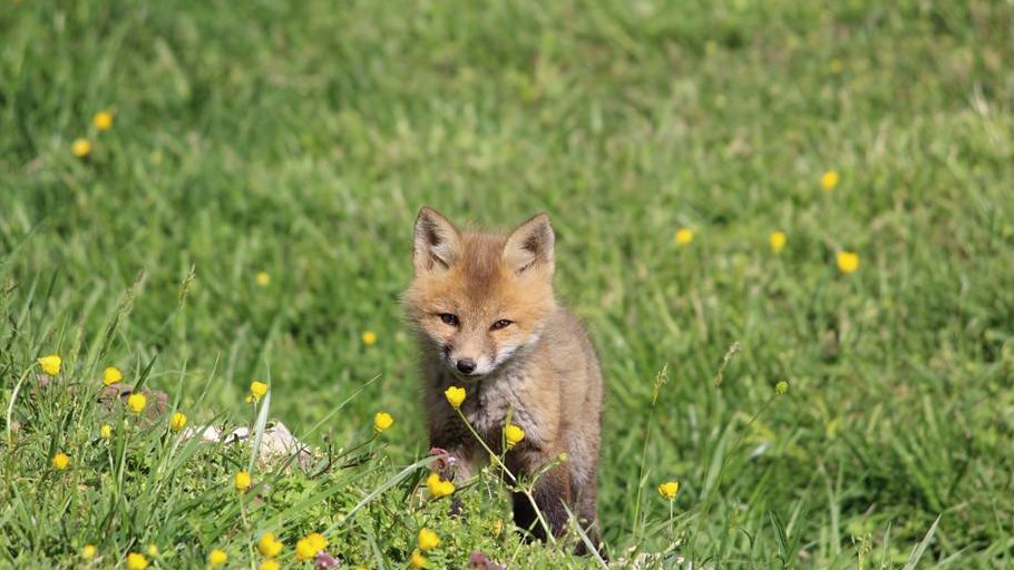 Baby fox "Kit"