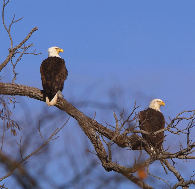 Two bald eagles sitting on a branch