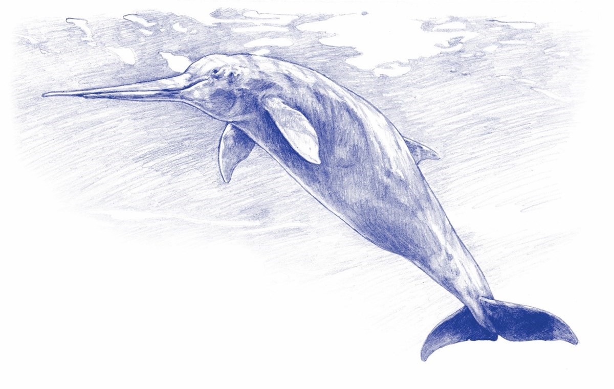 Artist reconstruction of the extinct Miocene long-snouted eurhinodelphinid dolphin.