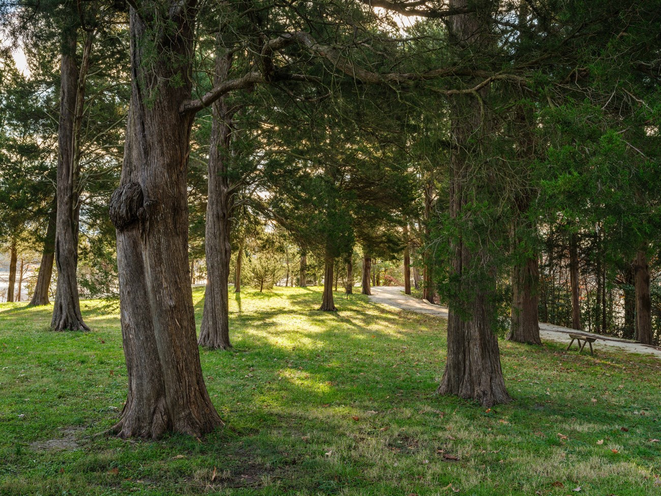 Cedar Trees Near Burnt House Point