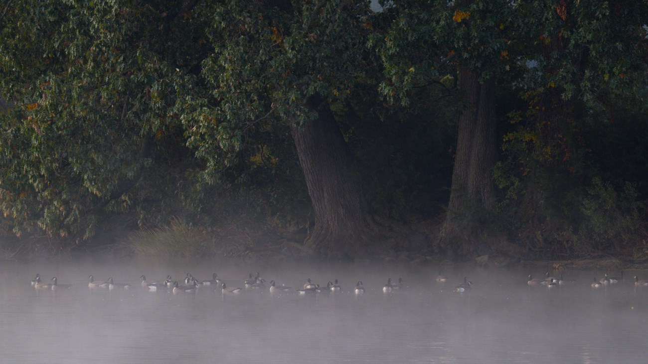 several geese in the water with fog sitting above the water near the shoreline.