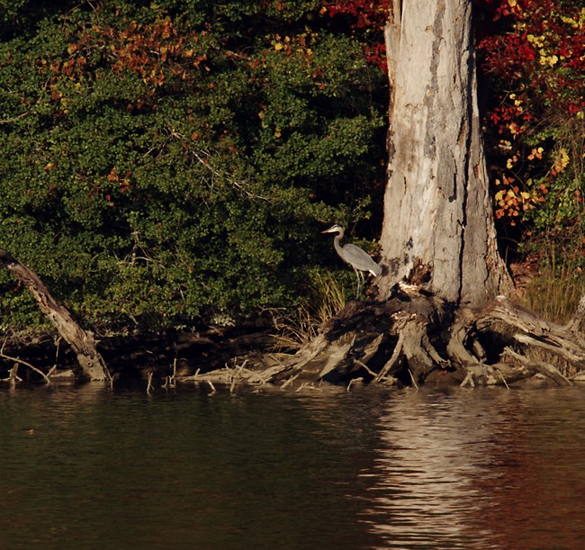 A large bird standing at the edge of Popes Creek hunting fish in the water