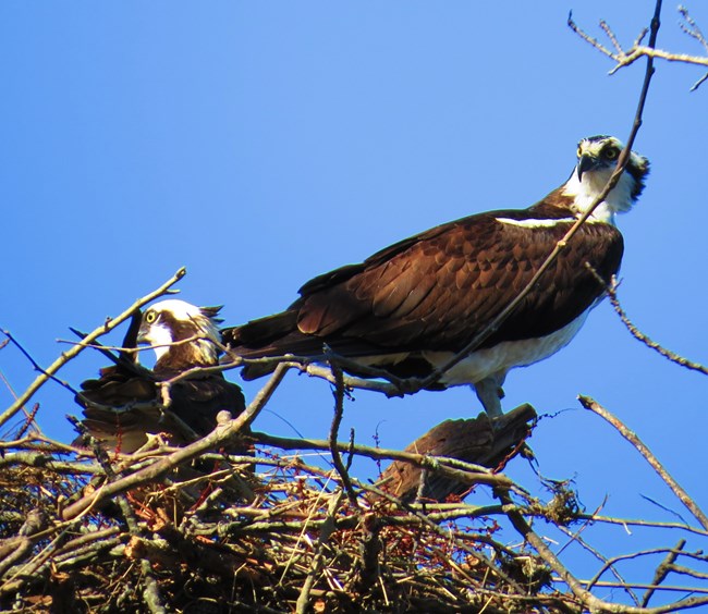 Two white and brown birds on a nest high up in a tree