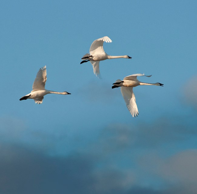 three white birds flying through the blue sky