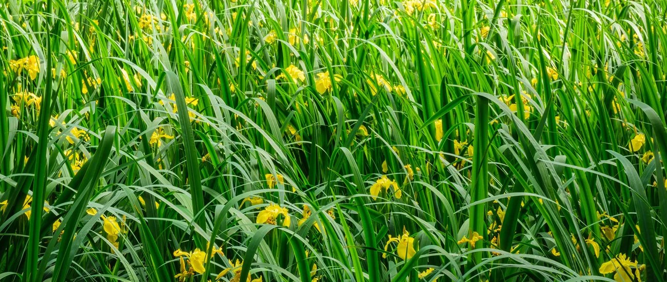 yellow flowers surrounded by long green leaves