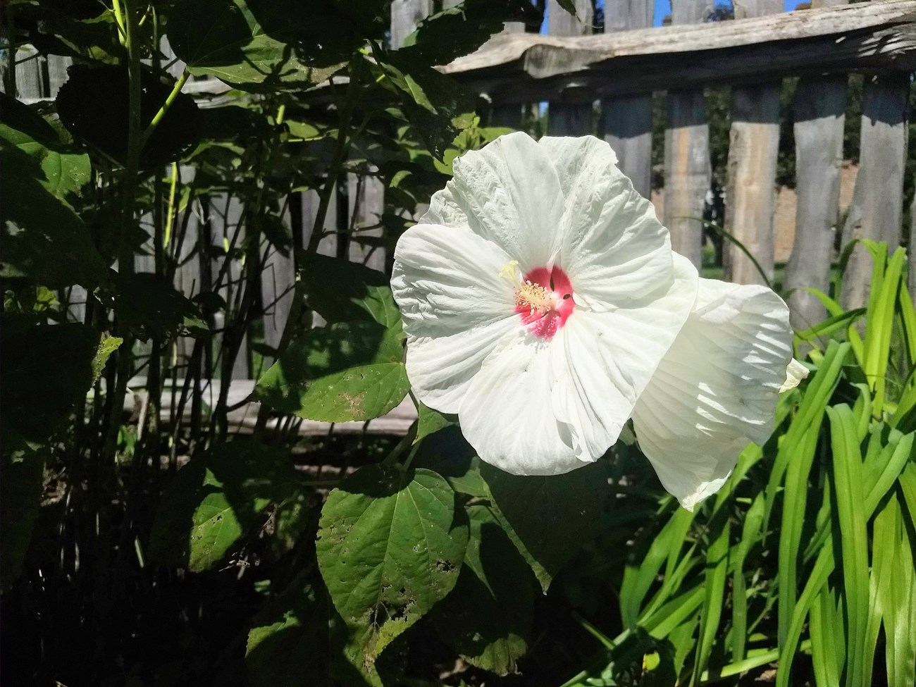 Hibiscus Flower