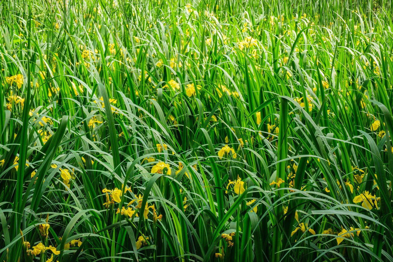 Yellow Flowers along Dancing Marsh