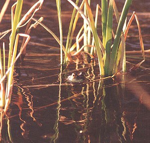 A photo of a bullfrog in the reeds of the Middle Fork River A photo of a bullfrog in the reeds of the Middle Fork River