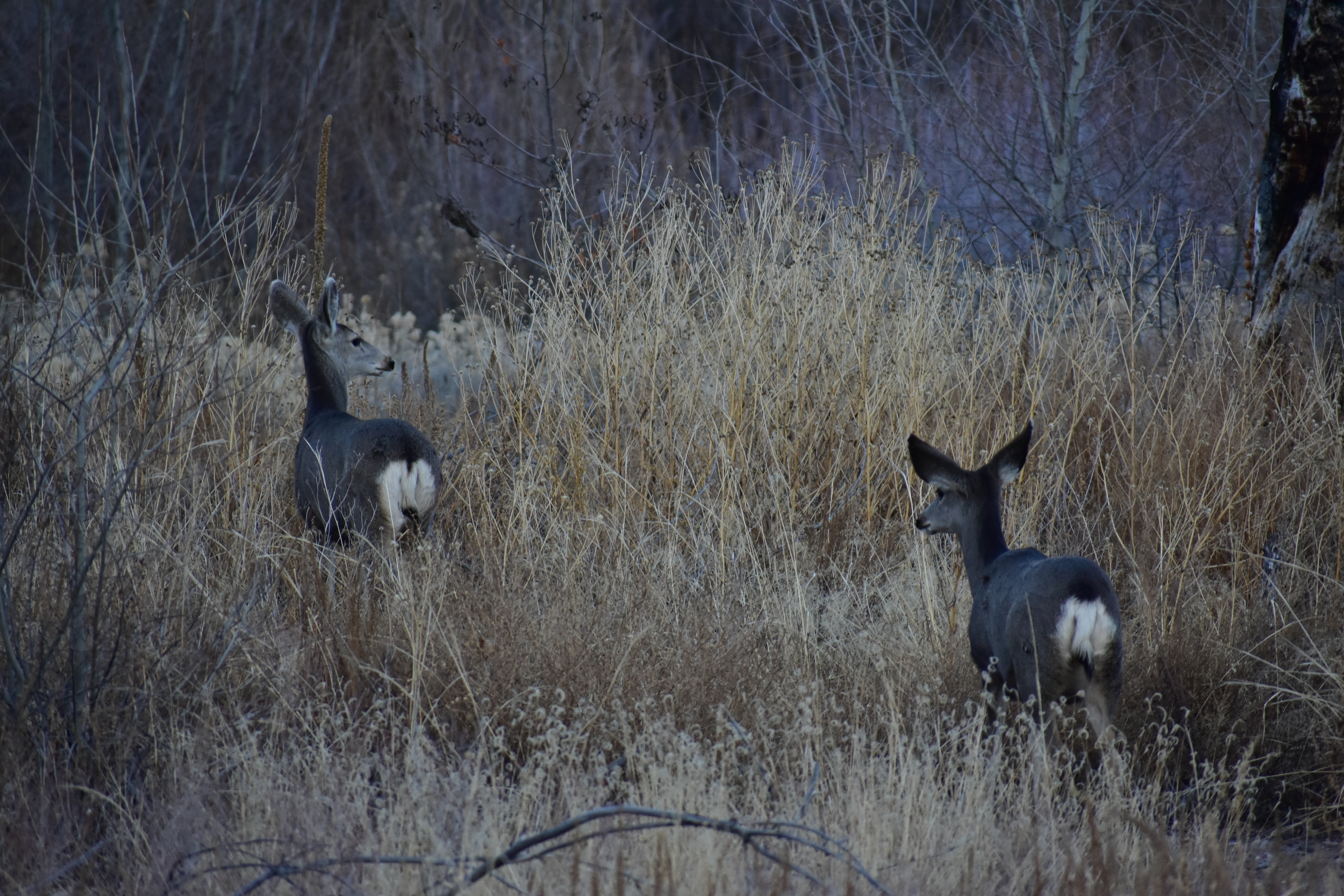 Mammals - Gila Cliff Dwellings National Monument (U.S. National Park Service)