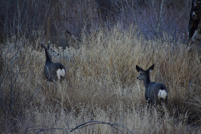 Image of two mule deer does facing away from the viewer