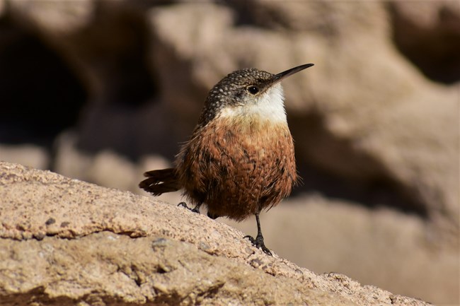 Canyon Wren perched on a rock
