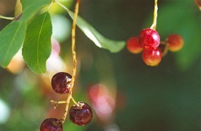 A photo of a bright purple common chockcherry ripening in the sun along a trail. A photo of a bright purple common chockcherry ripening in the sun along a trail.