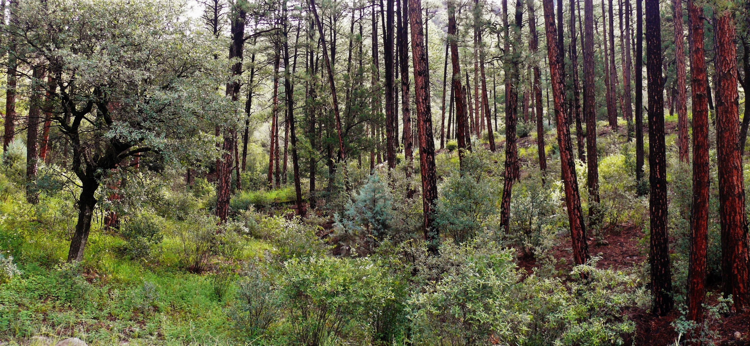 A lush green landscape lines the forest floor interspersed with red-barked ponderosa pines.