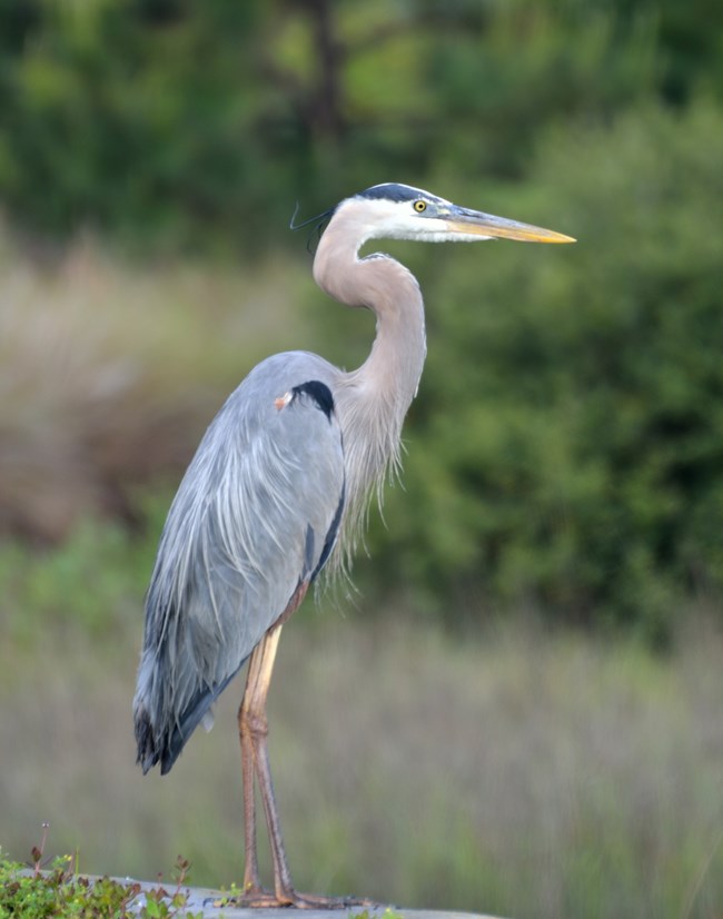 Great blue heron sideways to viewer