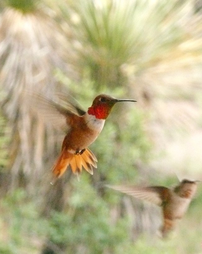 Male Rufous Hummingbird in flight Hovering Male Rufous Hummingbird with Female Rufous in back
