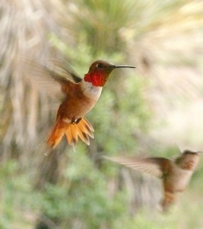 Male and female Rufous hummingbirds in flight
