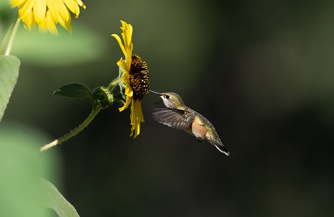 Hummingbird on Sunflower